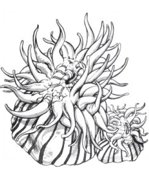 Anemone, Giant Sea