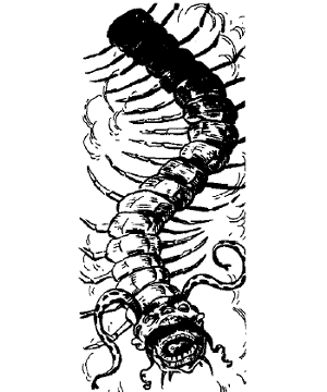 Centipede, Spirit
