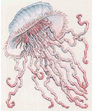 Jellyfish, Giant