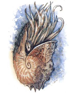 Nautilus, Giant