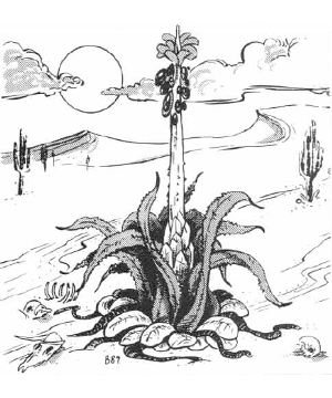 Plant, Carnivorous, Vampire Cactus