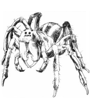 Spider (Krynn)