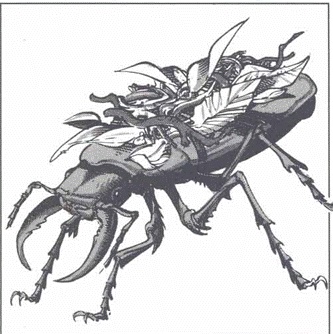 Beetle
