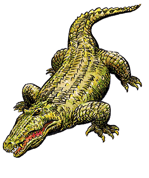 Crocodile