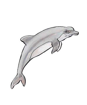 Dolphin