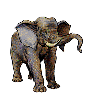 Elephant