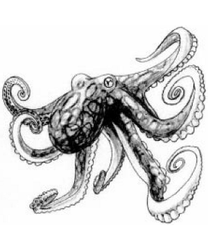 Octopus, Blue-Ring