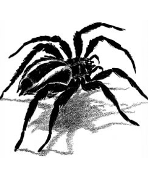 Watchspider