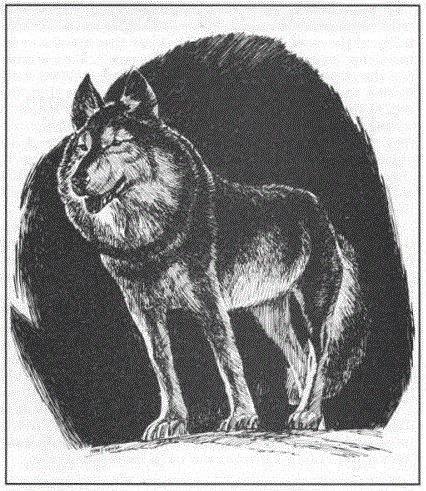 Wolf (Greyhawk)