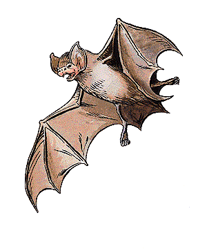 Bat