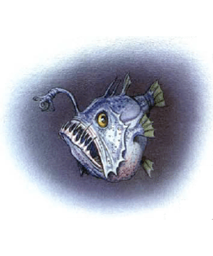 Angler Fish