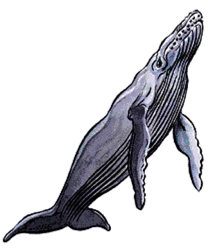 Whale